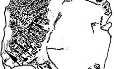 click to enlarge