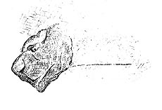 click to enlarge