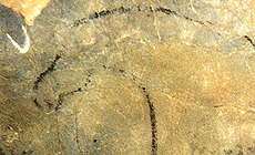 click to enlarge